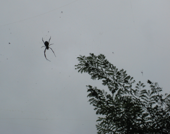 Flying Spiders- but don't be worried, they're mostly found outdoors, except for the indoor ones.